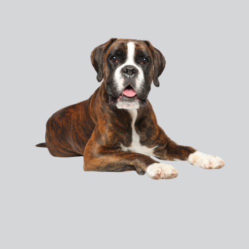 Pest Control Brisbane Narangba QLD