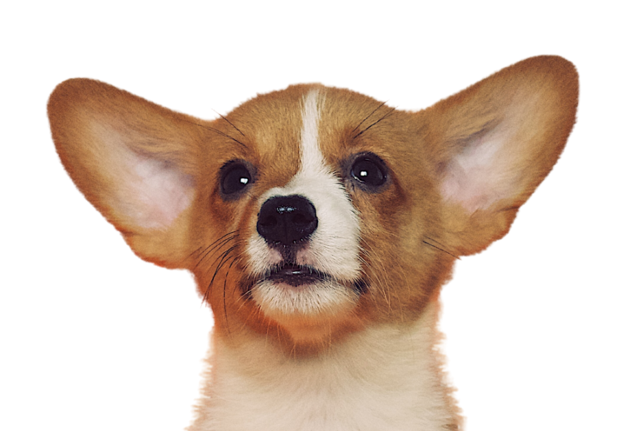 About Pet Safe Pests Management