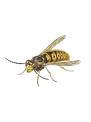 Stinging Insects and Spiders