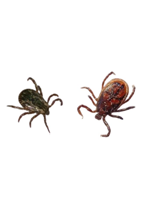 Ticks