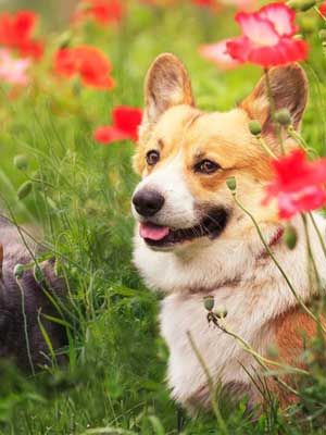 Pet Safety Tips for Pets in the Summertime