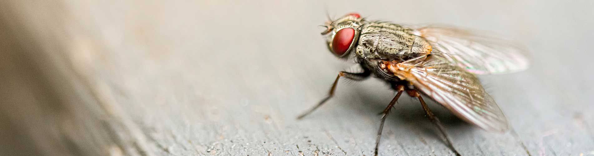 Flying Insect Pest Control Brisbane Narangba QLD