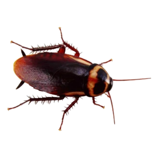 Cockroach Pest Control Brisbane Narangba QLD