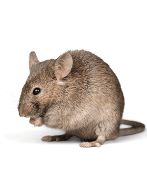 Rats in or Around your Home is a Major Concern