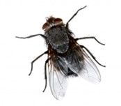 Common Houseflies