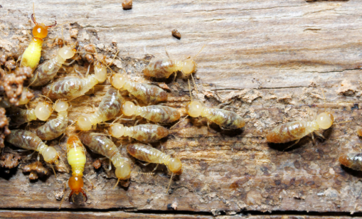 Pest Control Services: Termite Inspections and Management Brisbane Narangba QLD