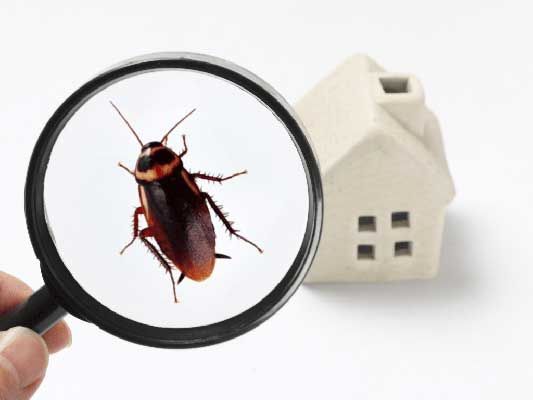 How Often Should Pest Control Be Done?