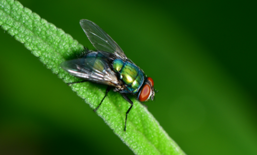 Pest Control Services: Flies, mossies and bugs Brisbane Narangba QLD