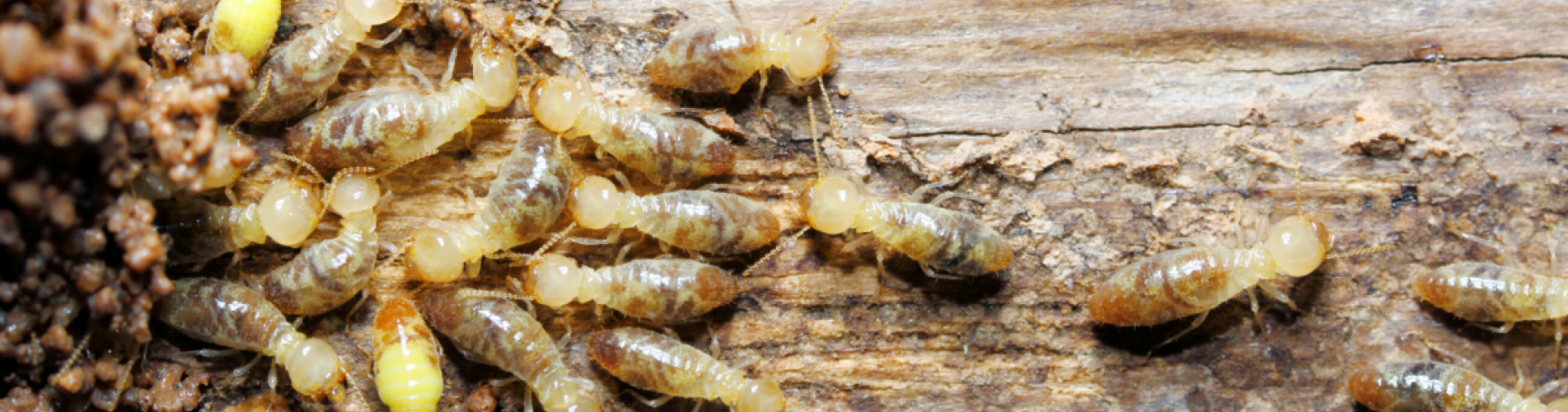 Termite Pest Control & Management Narangba Moreton Bay, Queensland, Australia