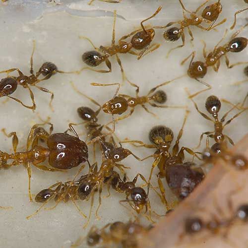 Ant Pest Control Brisbane Narangba QLD